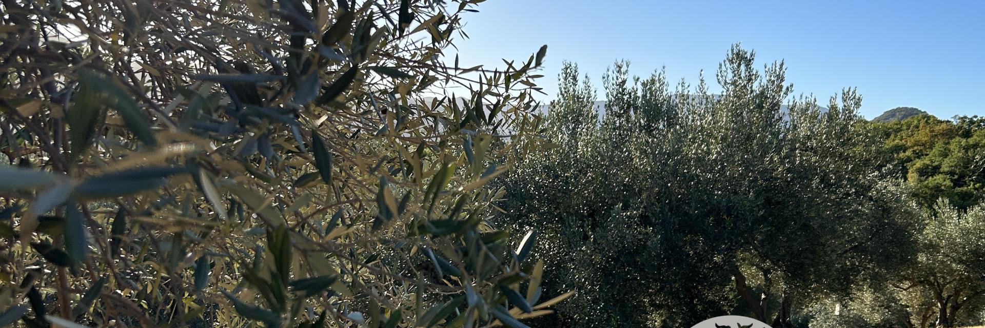 Ulivi